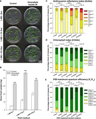 Respiratory CO2 Combined With a Blend of Volatiles Emitted by Endophytic Serendipita Strains Strongly Stimulate Growth of Arabidopsis Implicating Auxin and Cytokinin Signaling